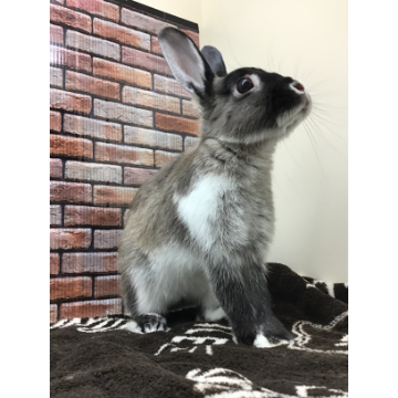 animal_image