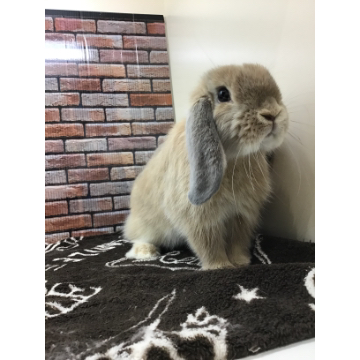 animal_image