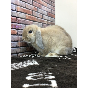 animal_image