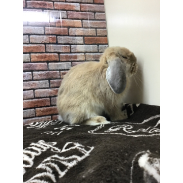 animal_image