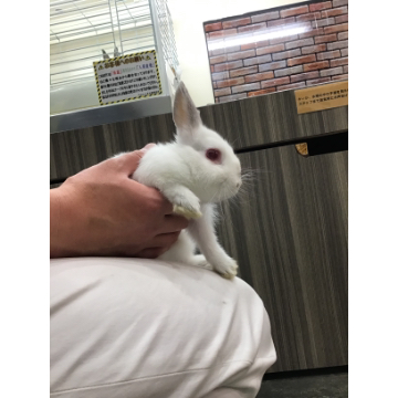 animal_image