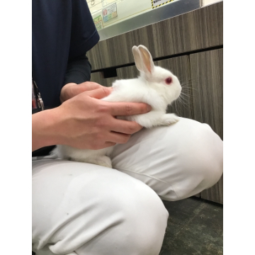 animal_image