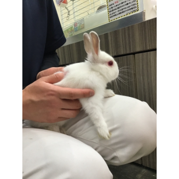animal_image
