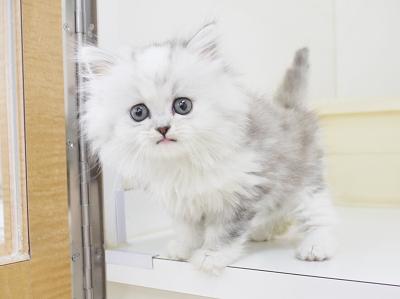animal_image