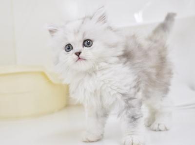 animal_image