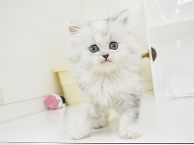 animal_image