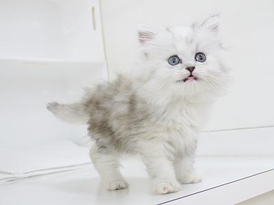 animal_image