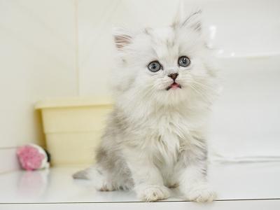 animal_image
