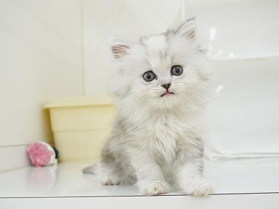 animal_image