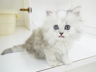 animal_image