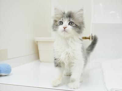 animal_image