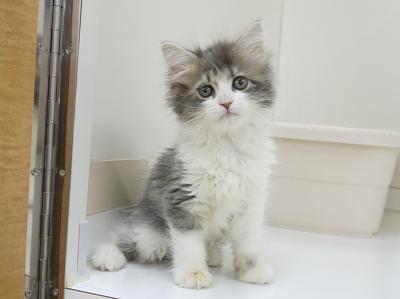 animal_image