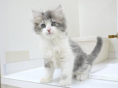 animal_image