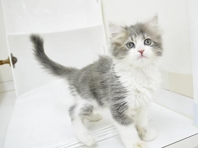 animal_image