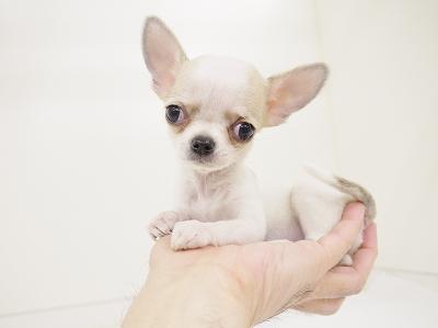 animal_image