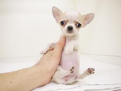 animal_image