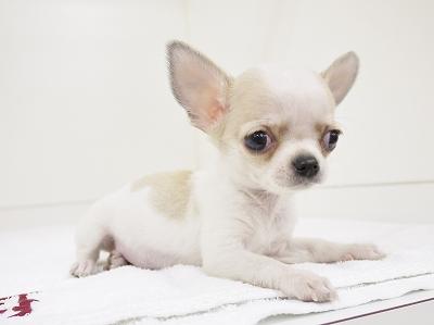 animal_image