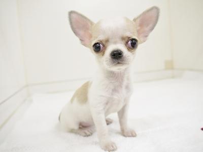 animal_image