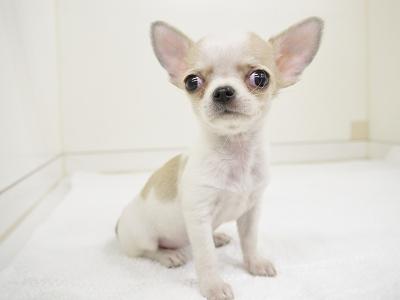 animal_image