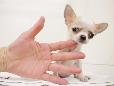 animal_image