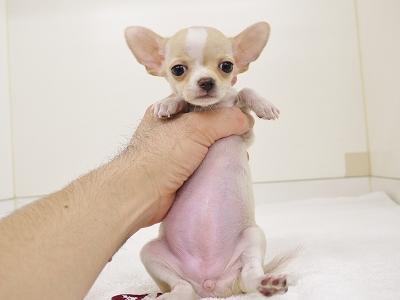 animal_image