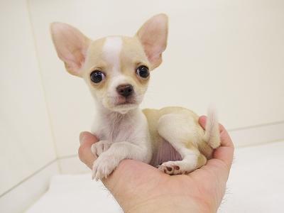 animal_image