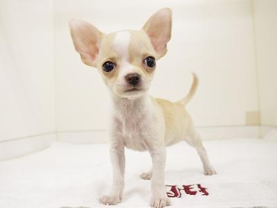 animal_image