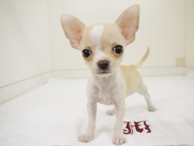 animal_image