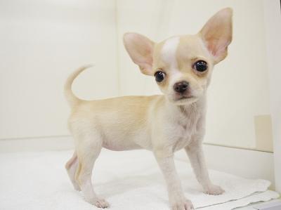 animal_image