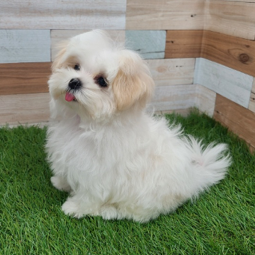 animal_image
