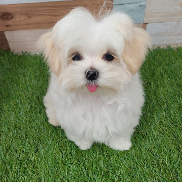 animal_image