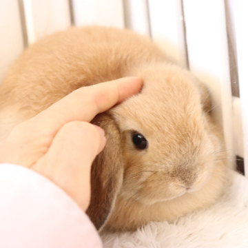 animal_image