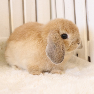 animal_image