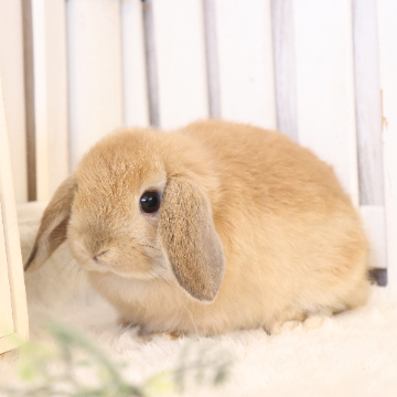 animal_image