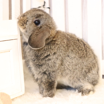 animal_image