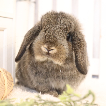 animal_image