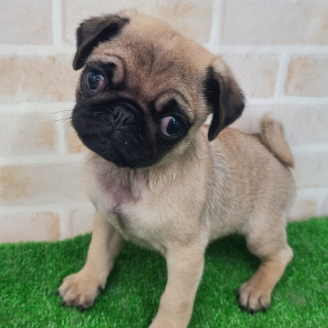 animal_image