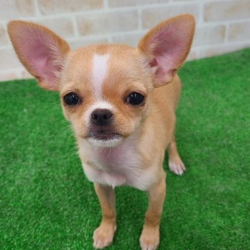 animal_image