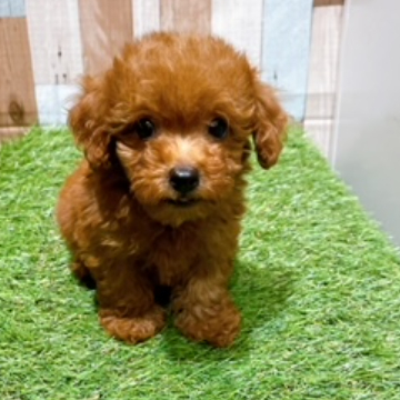 animal_image