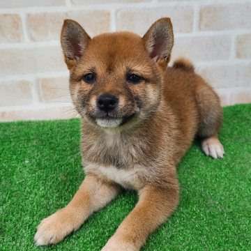 animal_image