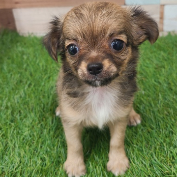 animal_image