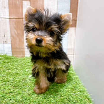 animal_image