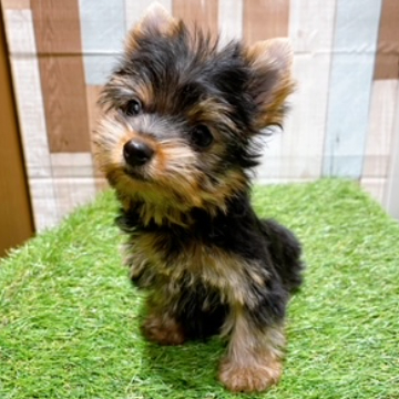 animal_image