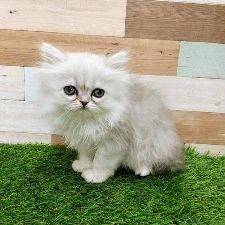 animal_image