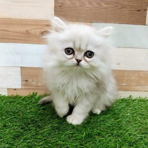animal_image