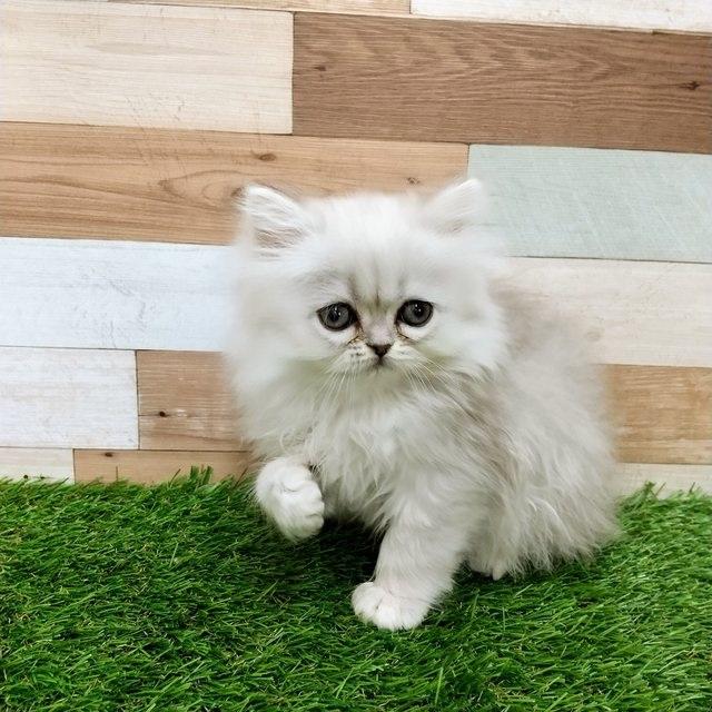 animal_image