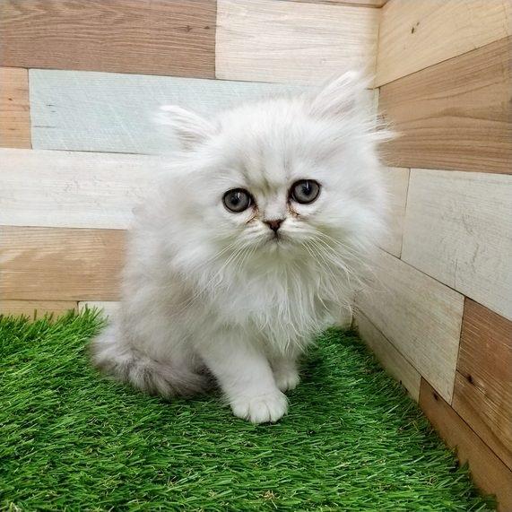 animal_image