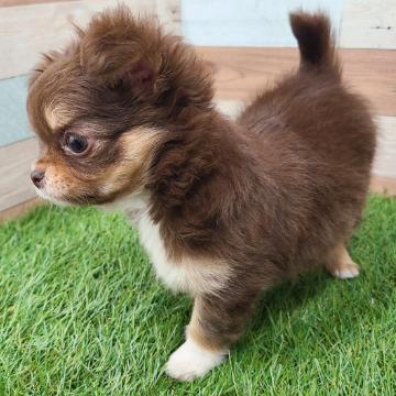 animal_image