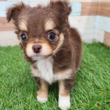 animal_image