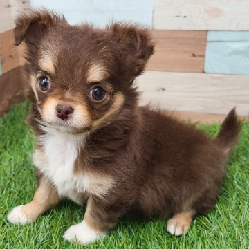 animal_image